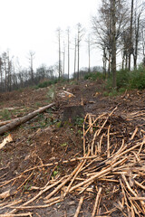 Waldsterben