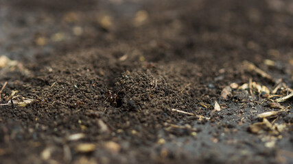 The black garden ant (lat. Lasius niger), of the family Formicidae. Russia.