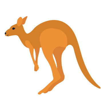 kangaroo, flat design on white background, isolated, vector