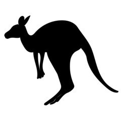 kangaroo silhouette, set on white background, vector