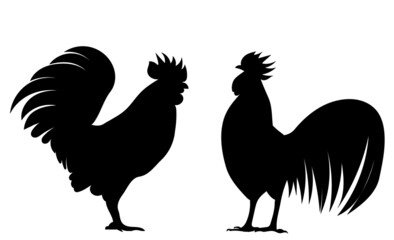 rooster silhouette, set on white background, vector