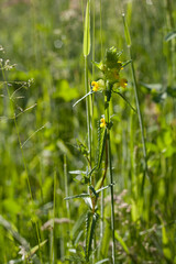 Wild meadow with native Europe flowers -  yellow rattle. Flower which is semi-parasitic on grass.