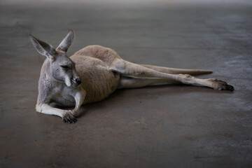 kangaroo