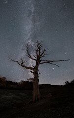 Dead Oak tree with the milky way core behind