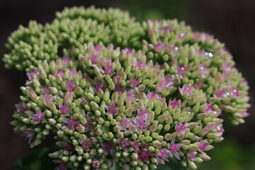 Hylotelephium telephium. Sedum telephium. Summer garden flowers. Blooming pink Sedum spectabile in the autumn season. Orpine flower. Sedum Stonecrop in nature. Garden stonecrop. Variegated stonecrop