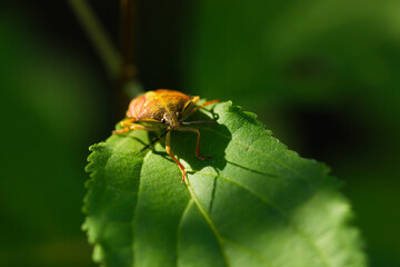 Carpocoris purpureipennis, of the family Pentatomidae. Russia.