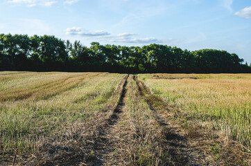 Obraz premium Tractor tracks on the stubble of a rapeseed field next to a forest