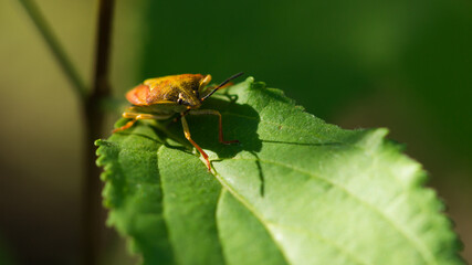 Carpocoris purpureipennis, of the family Pentatomidae. Russia.