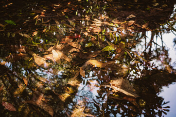 autumn leaves in the water