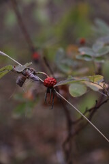 Autumn plant