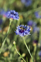 The cornflower (lat. Centaurea cyanus), of the family Asteraceae, and the honey bee sp. (lat. Apis sp.), of the family Apidae. Russia.
