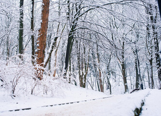 Winter. Park. Walkway in the park. Many trees are covered with snow