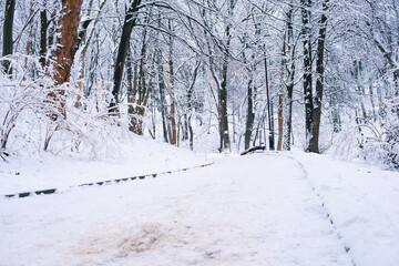 Winter. Park. Walkway in the park. Many trees are covered with snow
