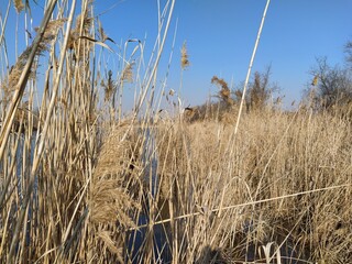 Obraz premium Thickets of dry reeds near the lake
