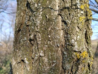bark of an old tree covered with moss