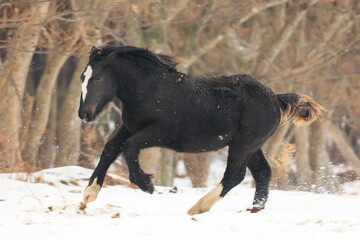 A foal running through a snow pasture
