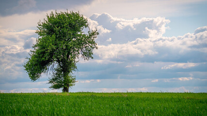 Fototapeta na wymiar Drzewo życia