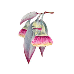 Eucalyptus branch with leaf, flowers. Watercolor illustration. Natural organic herb realistic element. Hand drawn blooming eucalyptus medical organic plant. Tree natural leaf. White background © anitapol