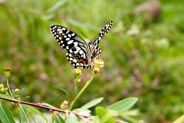 Close up of black swallowtail butterfly sucking nectar from flower