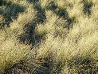 A close up view of marram grass growing on a sand dune at Ynyslas, Ceredigion, Wales, UK.