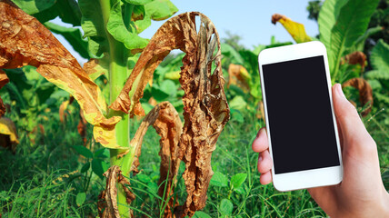 Blank touchscreen mobile phone holding in hand with burnt tobacco leaf, concept for using smart...