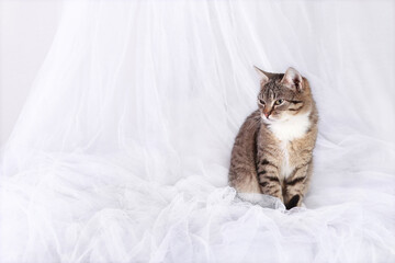 Cat on a white background. Tiger kitten posing at camera. Portrait of a cat. Kitten with green eyes. Pets. home care .Place for text. Horizontal image. Front view