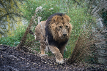 Portrait of male lion walking in a zoologic park