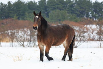 Fototapeta na wymiar Young mare posing on a snow ranch