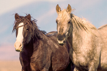 Onaqui Mustangs
