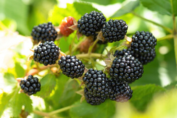 Natural fresh blackberries in a garden. Bunch of ripe blackberry fruit - Rubus fruticosus - on...