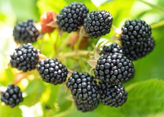 Natural fresh blackberries in a garden. Bunch of ripe blackberry fruit - Rubus fruticosus - on branch of plant with green leaves on farm. Organic farming, healthy food, BIO viands. - obrazy, fototapety, plakaty