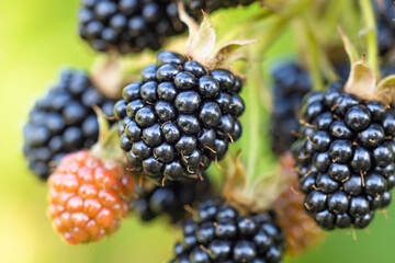 Natural fresh blackberries in a garden. Bunch of ripe and unripe blackberry fruit - Rubus...
