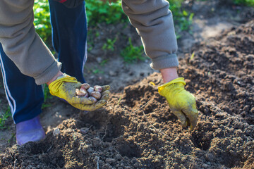 Planting agricultural plants by farmer in the garden bed in spring. Garden seasonal work concept