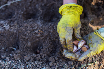 Planting agricultural plants by farmer in the garden bed in spring. Garden seasonal work concept