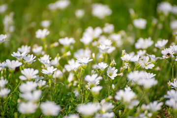 White spring flowers