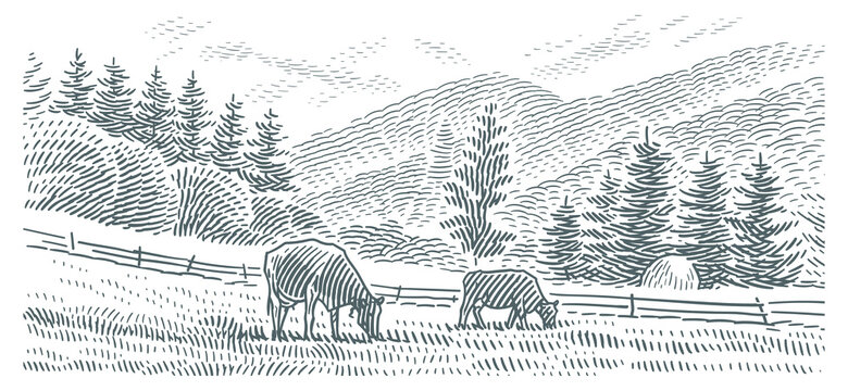 Cows grazing in a mountains landscape vector line engraving style illustration. Vector. 	
