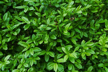 Fototapeta na wymiar Natural background of green leaves. Green Leaves pattern background. Natural texture wallpaper.