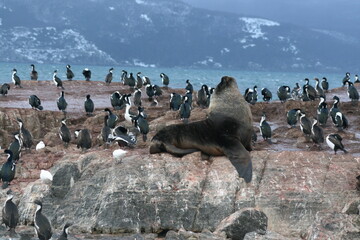 A vida marinha da Patagonia sul,  ilha no canal de beagle