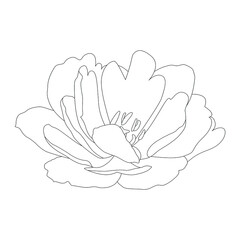 Flower outline, large lush flower