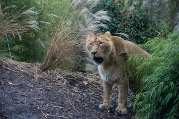 Portrait of female lion standing in a zoologic park