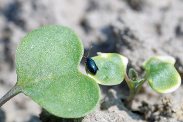 Cabbage Stem Flea Beetle (Psylliodes chrysocephala) on damaged Oilseed Rape, canola (Brassica...