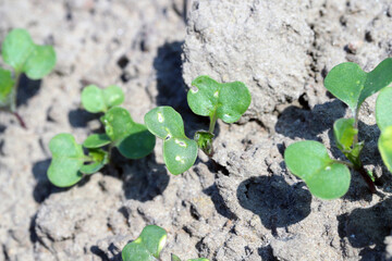 Oilseed Rape (Brassica napus) and rapeseed plants damaged by Cabbage Stem Flea Beetle (Psylliodes chrysocephala).