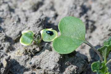 Cabbage Stem Flea Beetle (Psylliodes chrysocephala) on damaged Oilseed Rape, canola (Brassica...