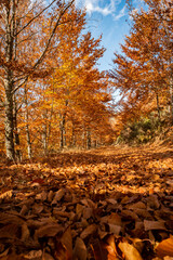 São Lourenço Beech Tree Forest, pathway leaves fall in ground landscape on autumnal background in November, Manteigas, Serra da Estrela, Portugal.