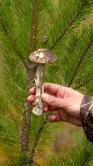 Beautiful boletus edulis (king bolete) mushroom.  Female hands hold a mushroom on a pine background.  Forest edible mushrooms