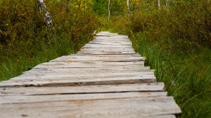 Obraz premium Wooden pedestrian bridge over forest. Low angle View. Path way pedestrians of stumps adventure. Selective focus. 