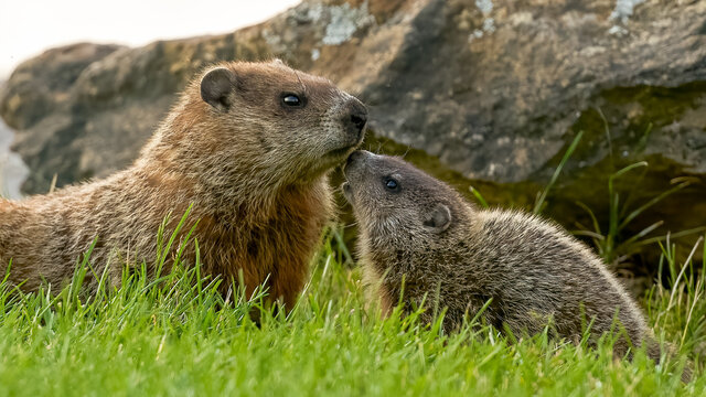baby groundhog kissing and smuggling mother groundhog
