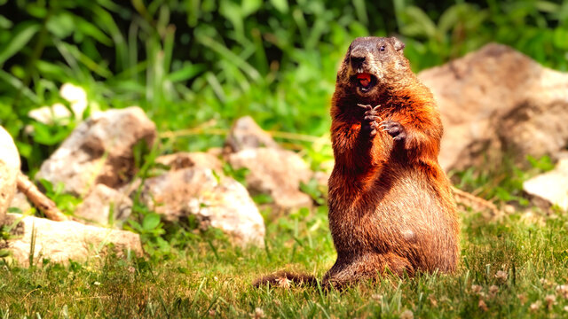 groundhog standing tall in the grass, eating showing teeth  