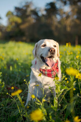 Happy old labrador. Happy dog.