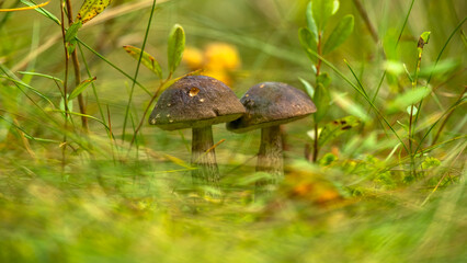 Two Beautiful boletus edulis (king bolete) mushroom.  Growing in forest grass. Low angle view. Forest edible mushrooms